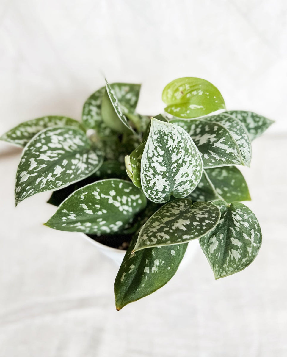 SALE Petals by Peyton