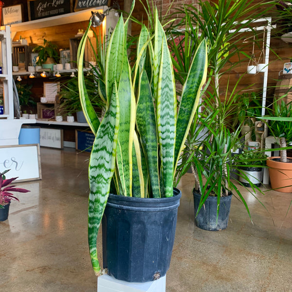 SNAKE PLANTS: WHAT YOU NEED TO KNOW