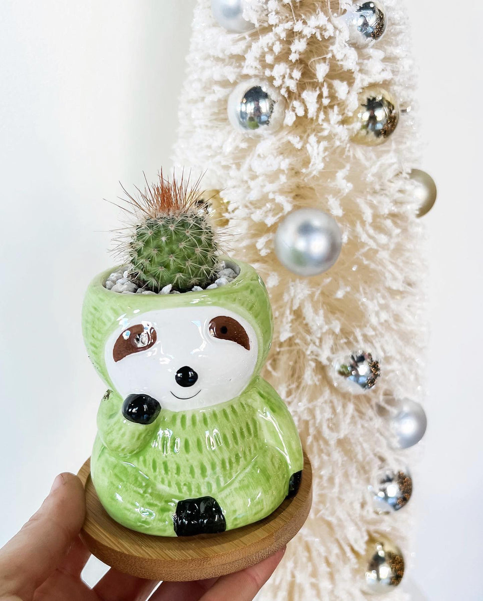 POTS/CONTAINERS Petals by Peyton