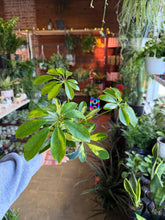 Load image into Gallery viewer, 4” BABY SCHEFFLERA