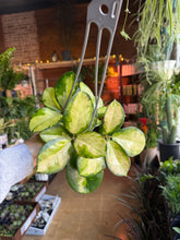 Load image into Gallery viewer, Hoya australis 'Lisa