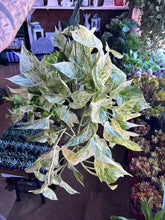 Load image into Gallery viewer, 8” LARGE SNOW QUEEN POTHOS