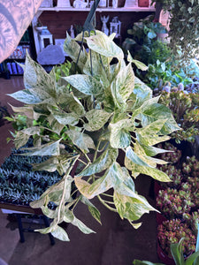 8” LARGE SNOW QUEEN POTHOS