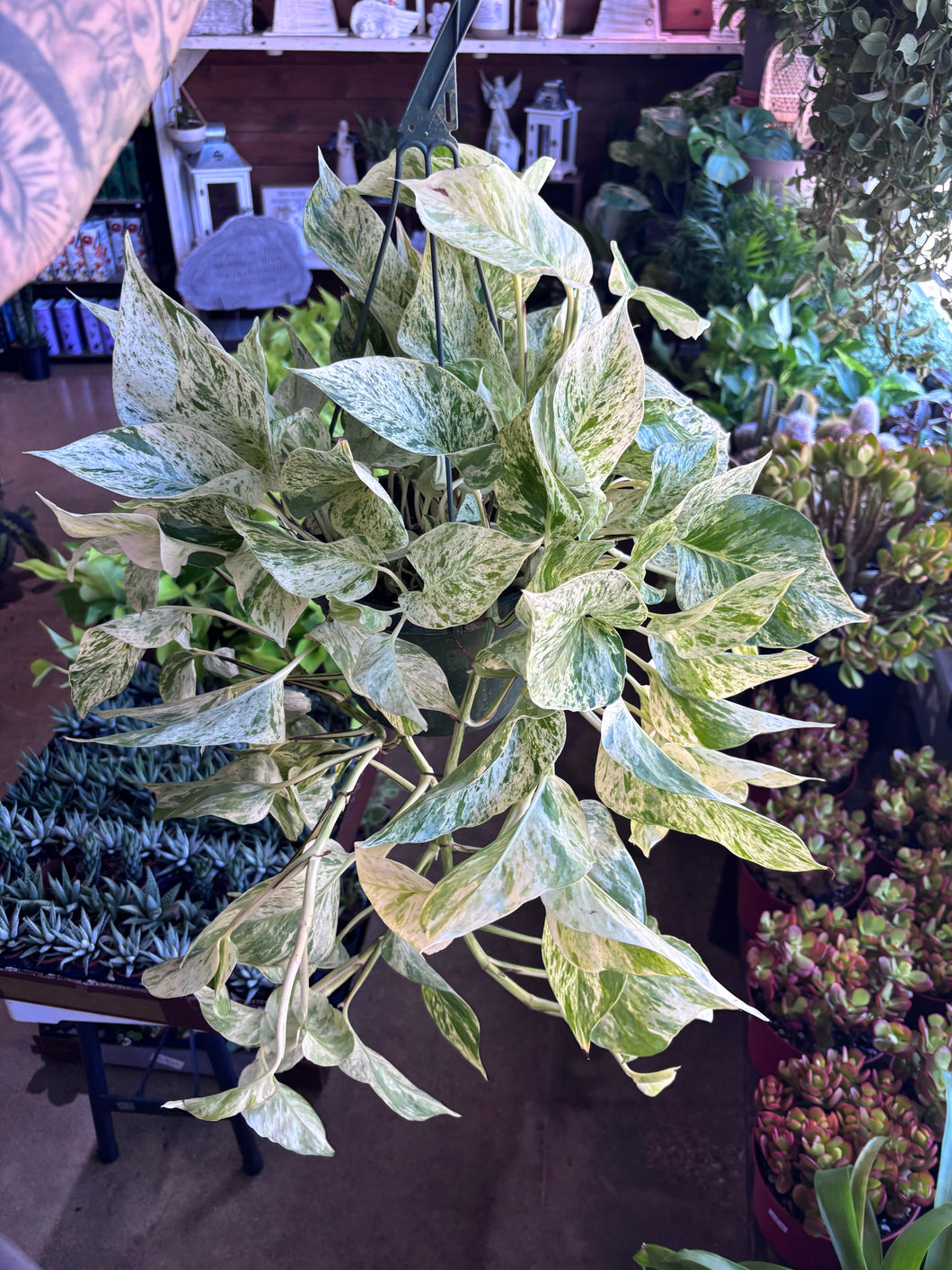 8” LARGE SNOW QUEEN POTHOS