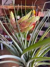 Load image into Gallery viewer, HUGE AIR PLANT WITH BLOOM