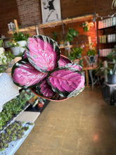 Load image into Gallery viewer, 6” CALATHEA ROSEY