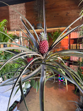 Load image into Gallery viewer, PURPLE PINEAPPLE PLANT
