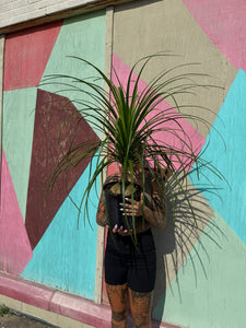 8” PONYTAIL PALM