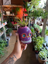 Load image into Gallery viewer, SUGAR SKULL WITH AIR PLANT