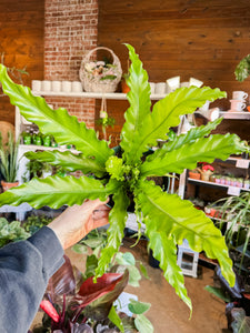 6” VICTORIA BIRDS NEST FERN