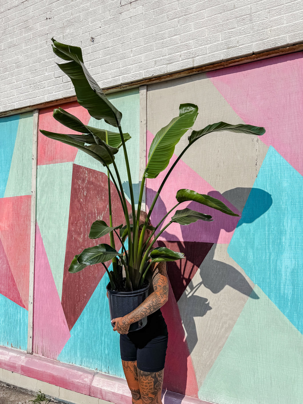 LARGE 10” BIRD OF PARADISE