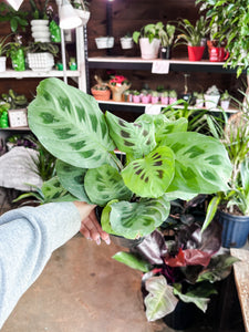 4” FULL GREEN PRAYER PLANT