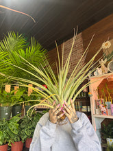 Load image into Gallery viewer, XL GREEN AIR PLANT