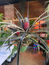 Load image into Gallery viewer, PURPLE PINEAPPLE PLANT