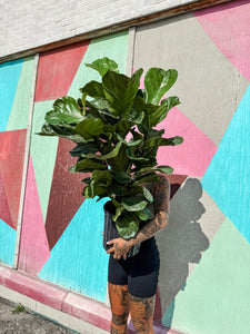 LARGE 10” FIDDLE LEAF FIG