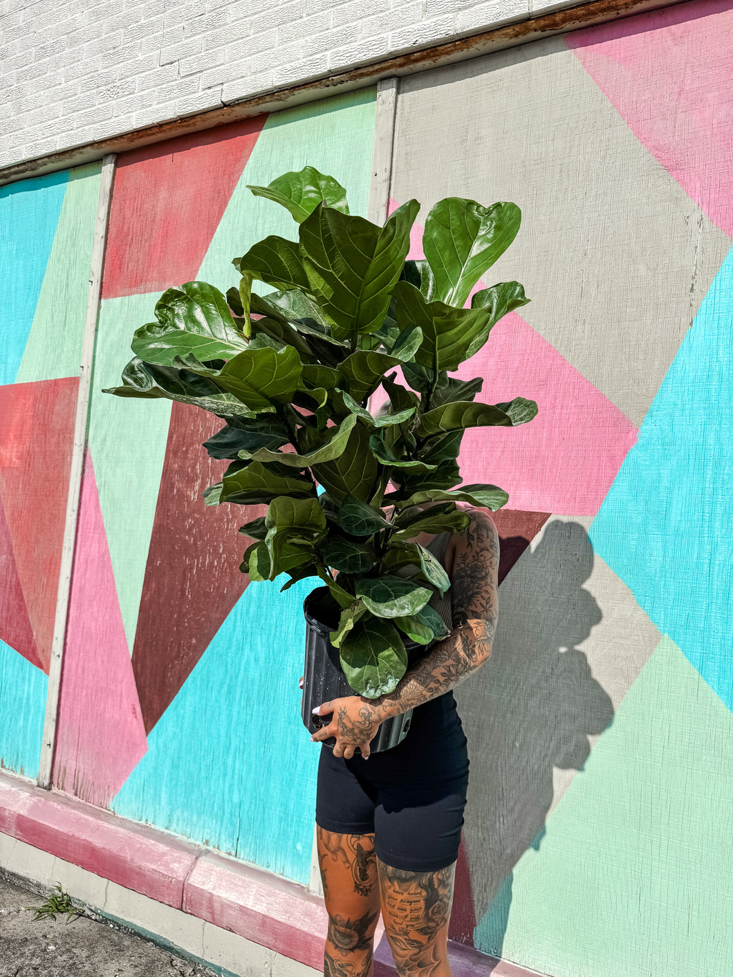 LARGE 10” FIDDLE LEAF FIG