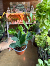 Load image into Gallery viewer, 4” ZZ PLANT