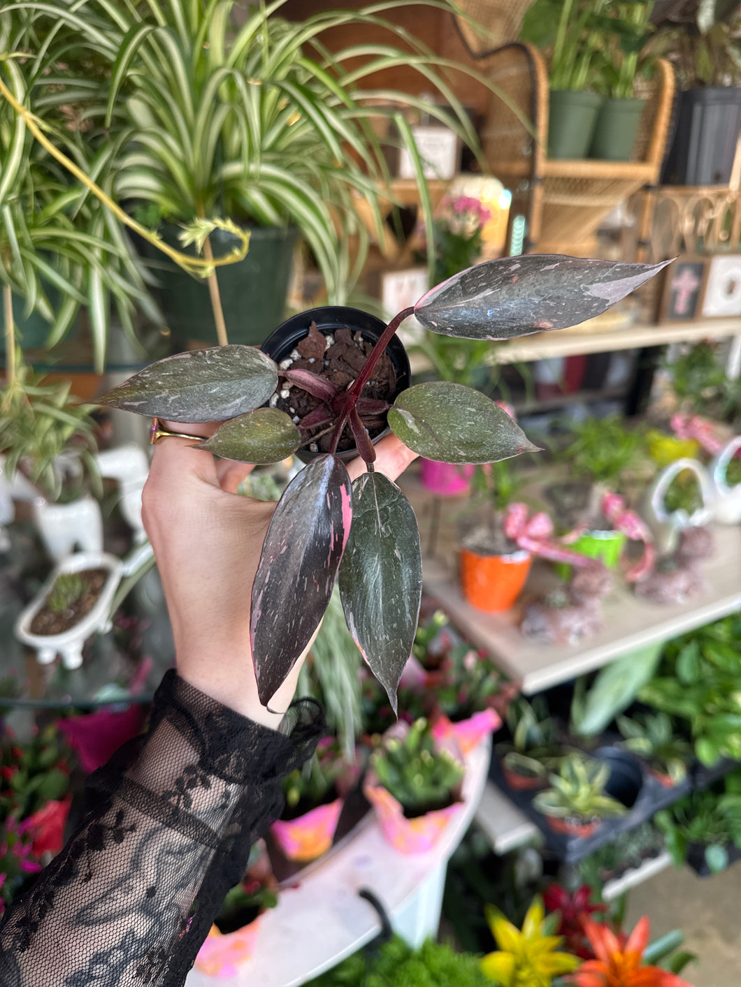 MINI 2” PINK PRINCESS PHILODENDRON