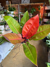 Load image into Gallery viewer, 6” PRINCE OF ORANGE PHILODENDRON