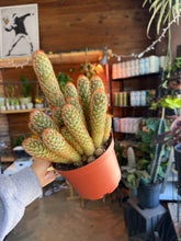 Load image into Gallery viewer, 6” GOLD LACE CACTUS