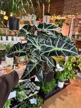 Load image into Gallery viewer, 6” ALOCASIA POLLY