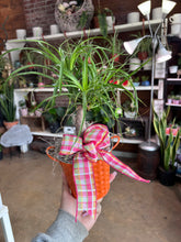 Load image into Gallery viewer, 4” PONYTAIL PALM IN SPRING POT WITH BOW