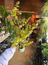 Load image into Gallery viewer, 6” DWARF JADE PLANT (LARGE AND BEAUTIFUL)
