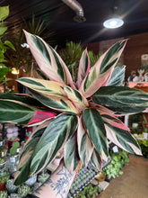 Load image into Gallery viewer, 6” TRIOSTAR CALATHEA