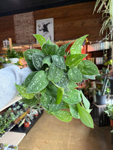 Load image into Gallery viewer, 6” FULL SATIN POTHOS
