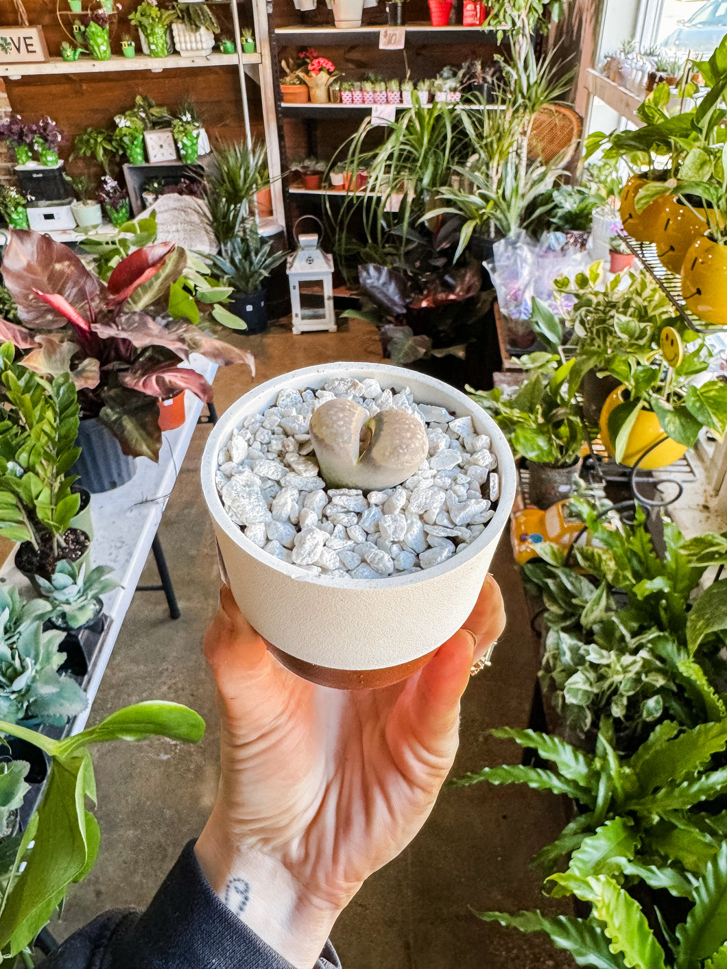 LITHOP IN DECO POT