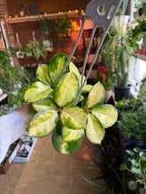 Load image into Gallery viewer, Hoya australis 'Lisa