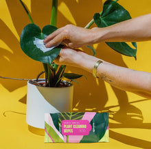 Load image into Gallery viewer, PLANT CLEANING WIPES
