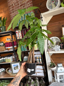 4” MONEY TREE