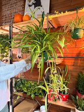 Load image into Gallery viewer, 8” SPIDER PLANT LOTS OF BABIES