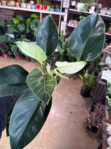 6” PHILODENDRON BIRKIN HOT BUY