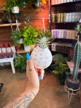 Load image into Gallery viewer, CUTE SPOTTED AIR PLANT DISPLAY