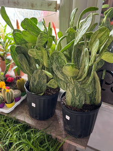10” VARIEGATED PADDLE CACTI