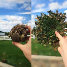Load image into Gallery viewer, RESURRECTION PLANT