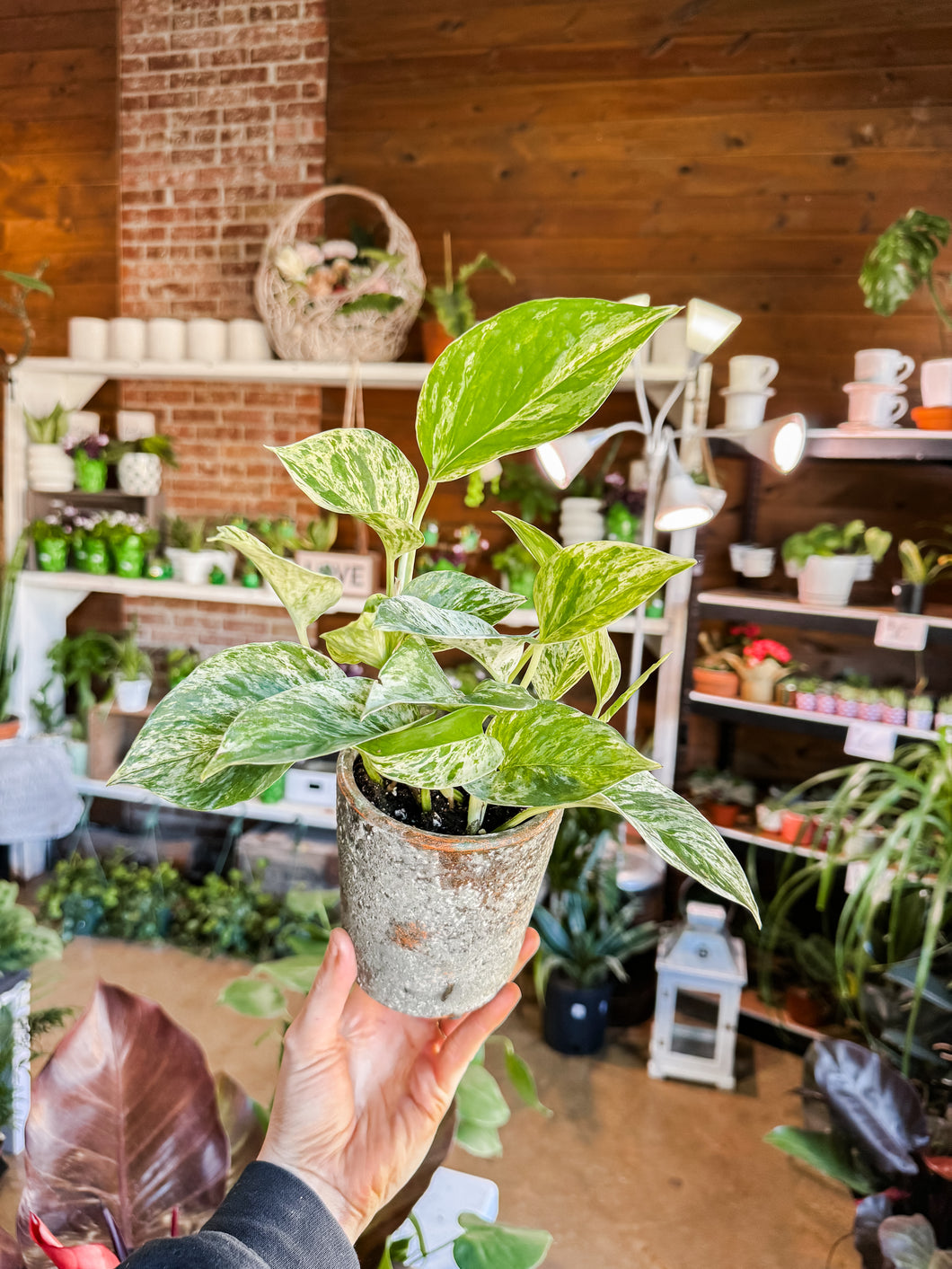 MARBLE QUEEN POTHOS IN DECO POT