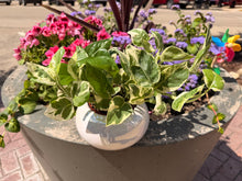 Load image into Gallery viewer, GORGEOUS PEARL N JADE POTHOS IN WHITE CERAMIC POT
