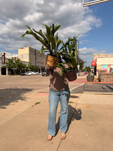 Load image into Gallery viewer, HUGE 6” STAGHORN FERN