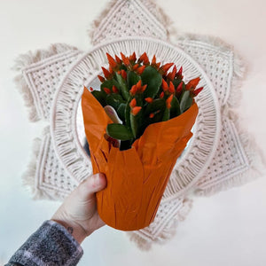 4” EASTER CACTUS