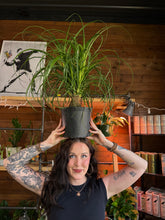 Load image into Gallery viewer, BIG PONYTAIL PALM