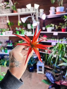 RED AIR PLANT