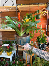 Load image into Gallery viewer, BROMELIAD GARDEN IN CERAMIC HOTTTTT BUYYYYY