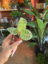 Load image into Gallery viewer, Jewel Orchid 'macodes Petola'
