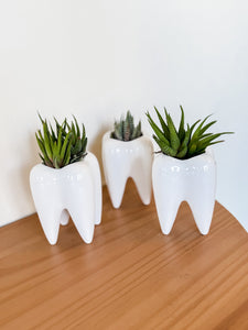 CERAMIC TOOTH PLANTER WITH HAWORTHIA