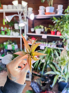 PEACH COLORED AIR PLANT