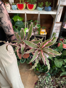 PINK EARTH STAR HOT BUY