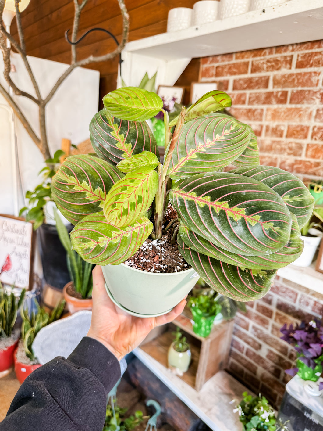 6” RED PRAYER PLANT IN SAGE GREEN POT